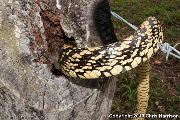 Tiger Tree Snake (Spilotes pullatus mexicanus)