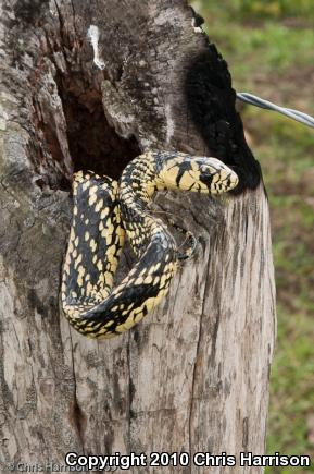 Tiger Tree Snake (Spilotes pullatus mexicanus)