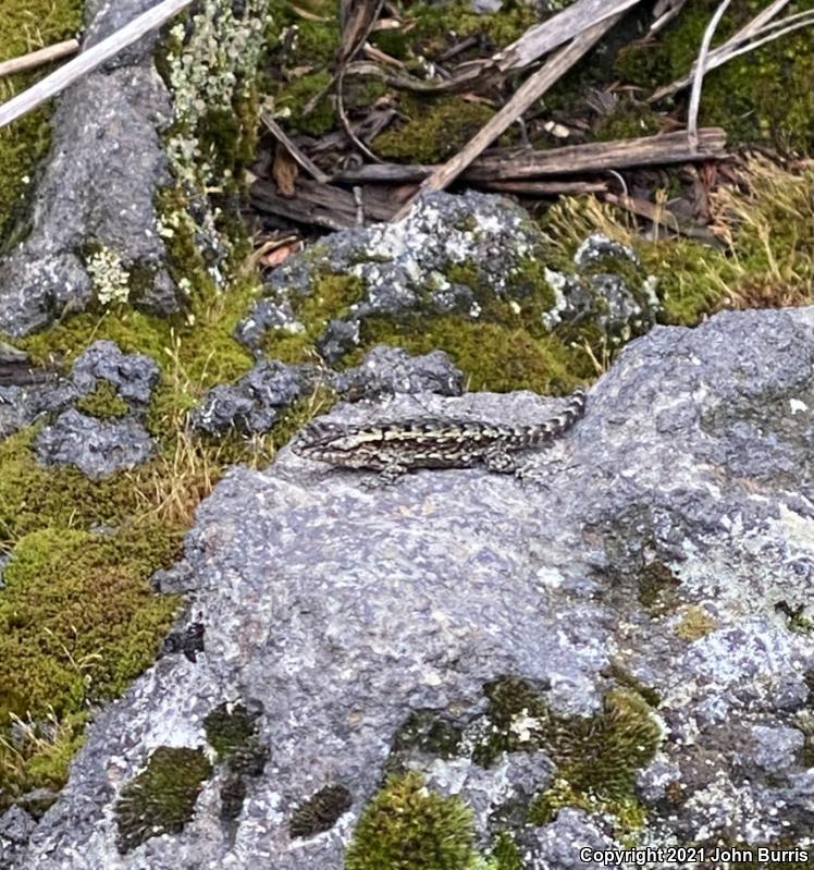 Mesquite Lizard (Sceloporus grammicus microlepidotus)