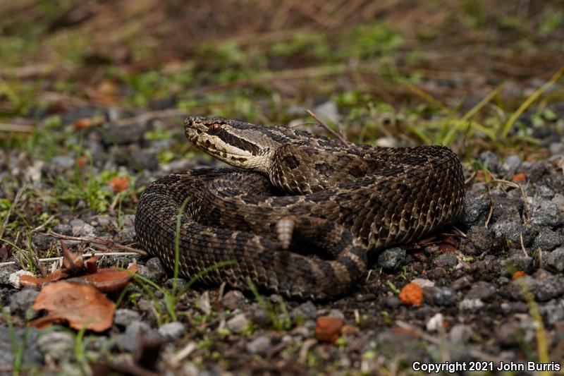 Mexican Dusky Rattlesnake (Crotalus triseriatus triseriatus)