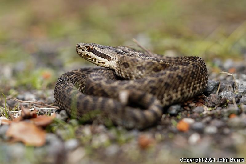 Mexican Dusky Rattlesnake (Crotalus triseriatus triseriatus)