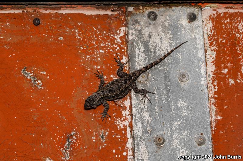 Mesquite Lizard (Sceloporus grammicus microlepidotus)