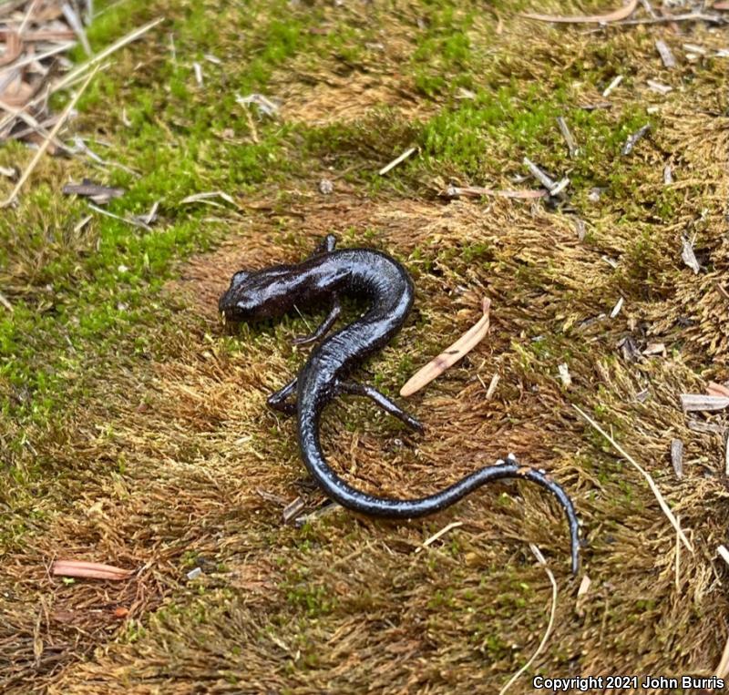 Cope's Flat-footed Salamander (Chiropterotriton orculus)