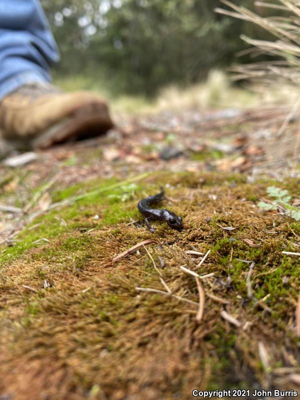 Cope's Flat-footed Salamander (Chiropterotriton orculus)