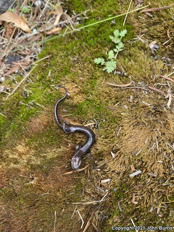 Cope's Flat-footed Salamander (Chiropterotriton orculus)