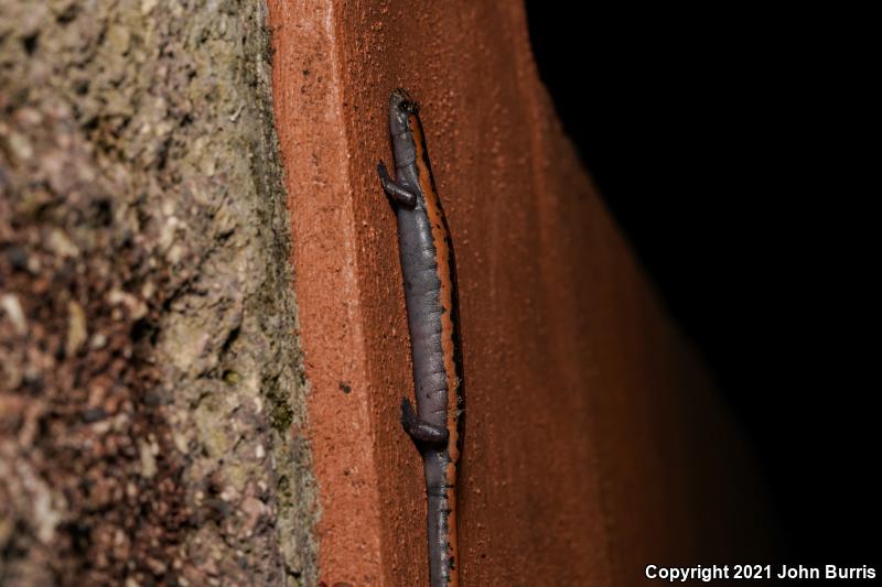 Broad-footed Salamander (Bolitoglossa platydactyla)