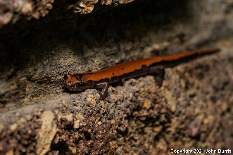 Broad-footed Salamander (Bolitoglossa platydactyla)