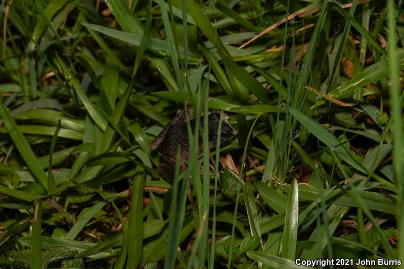 Polymorphic Robber Frog (Craugastor rhodopis)