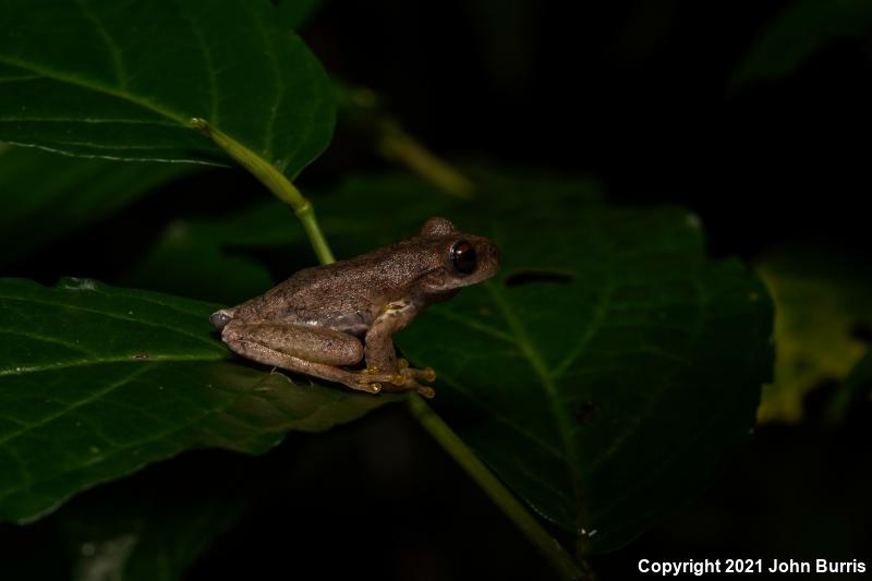 Gloomy Mountain Stream Frog (Ptychohyla zophodes)