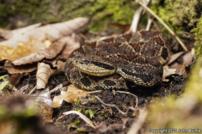 Jumping Pitviper (Atropoides nummifer)