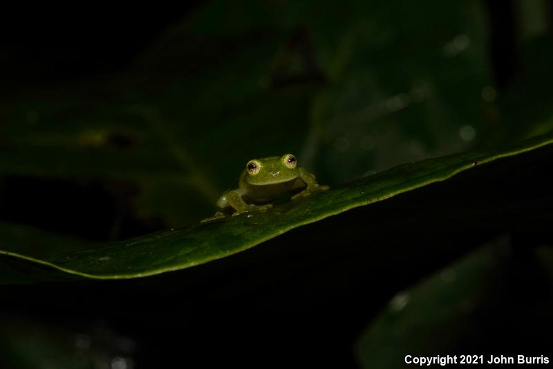 Glass Frogs (Hyalinobatrachium)