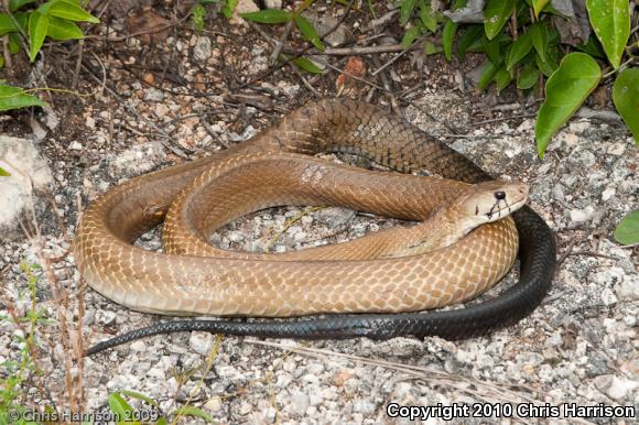 Central American Indigo Snake (Drymarchon melanurus melanurus)