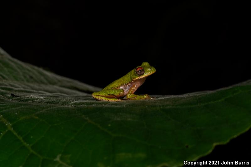 Small-eared Treefrog (Ecnomiohyla miotympanum)