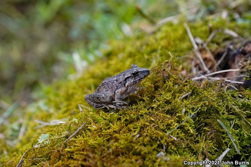 Polymorphic Robber Frog (Craugastor rhodopis)