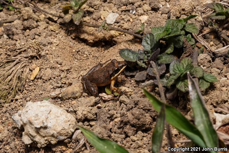 Mexican White-lipped Frog (Leptodactylus fragilis)