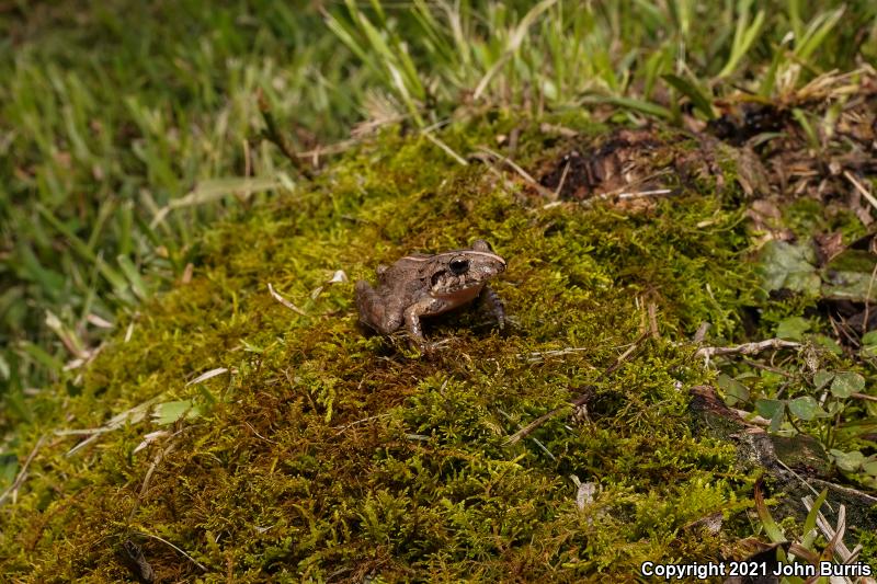 Polymorphic Robber Frog (Craugastor rhodopis)