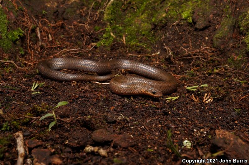 Mexican Scorpion-eating Snake (Stenorrhina degenhardtii mexicana)