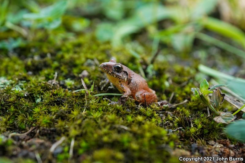 Volcan San Martin Robber Frog (Craugastor loki)