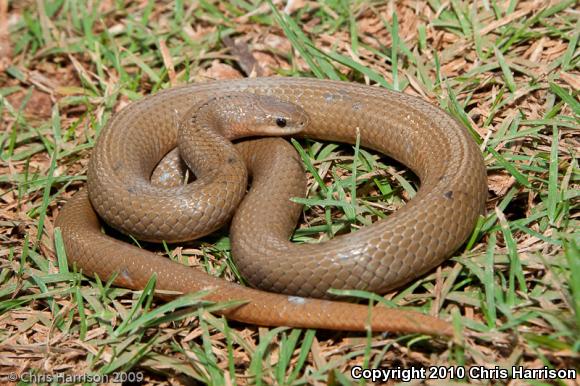 Freminville's Scorpion-eating Snake (Stenorrhina freminvillei)