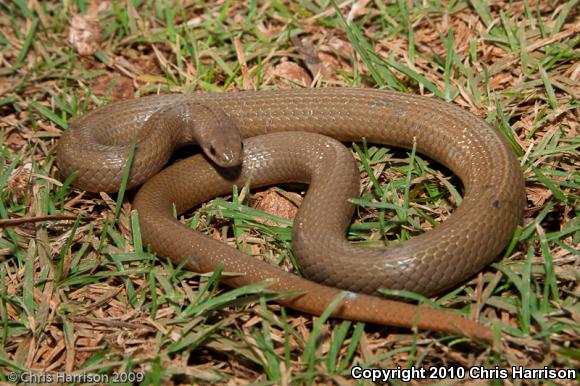 Freminville's Scorpion-eating Snake (Stenorrhina freminvillei)