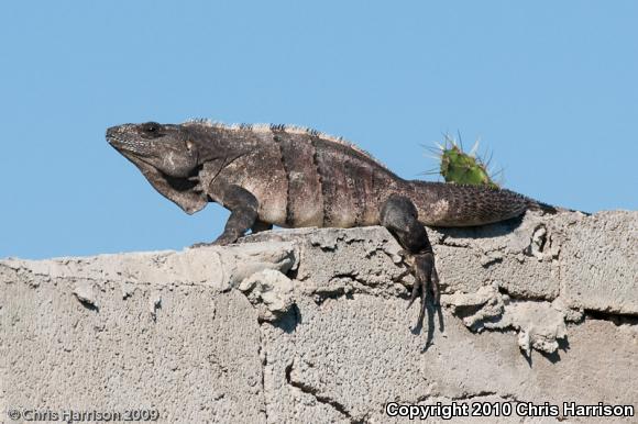 Gray's Spiny-tailed Iguana (Ctenosaura similis similis)