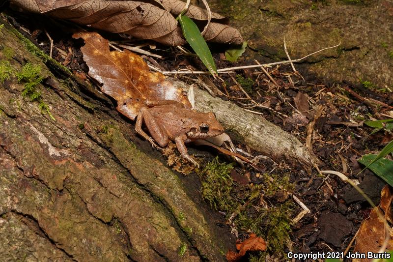 Volcan San Martin Robber Frog (Craugastor loki)