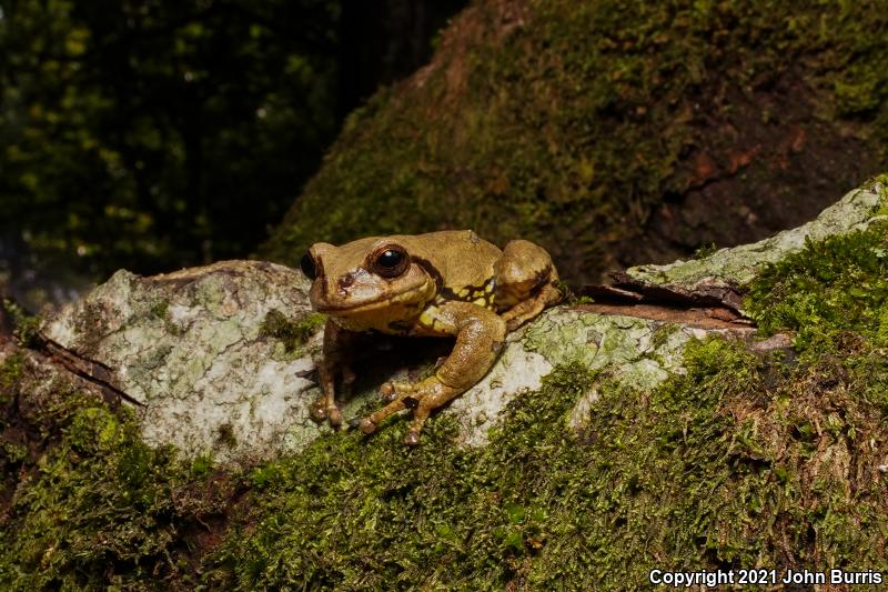 Mexican Fringe-limbed Treefrog (Plectrohyla bistincta)