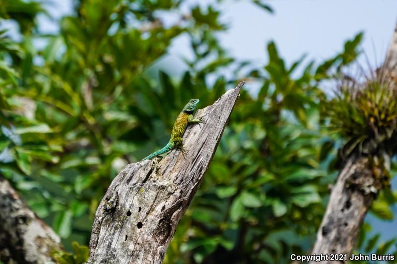 Salvin's Spiny Lizard (Sceloporus salvini)