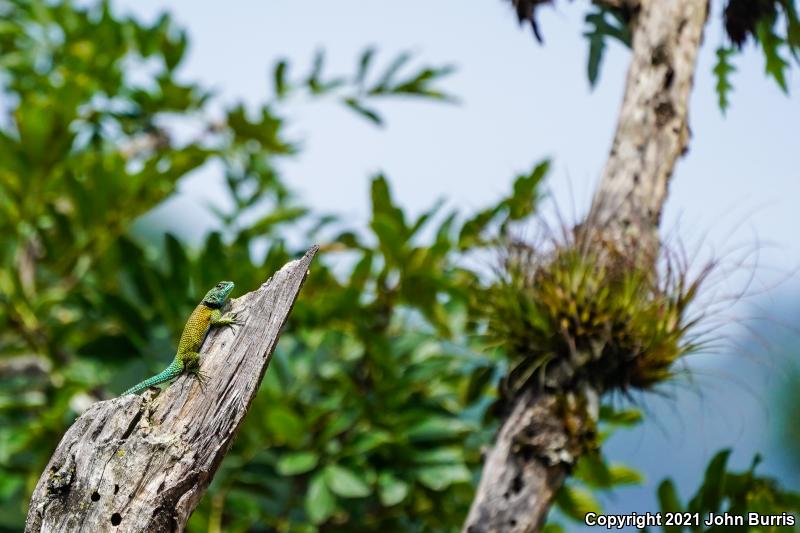 Salvin's Spiny Lizard (Sceloporus salvini)