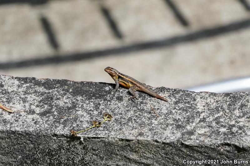 Southern Rose-bellied Lizard (Sceloporus variabilis variabilis)