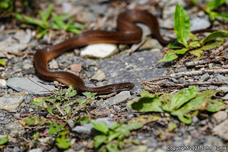 Yellow-bellied Snake (Coniophanes fissidens)