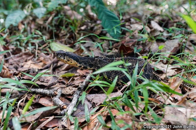 Jumping Pitviper (Atropoides nummifer)