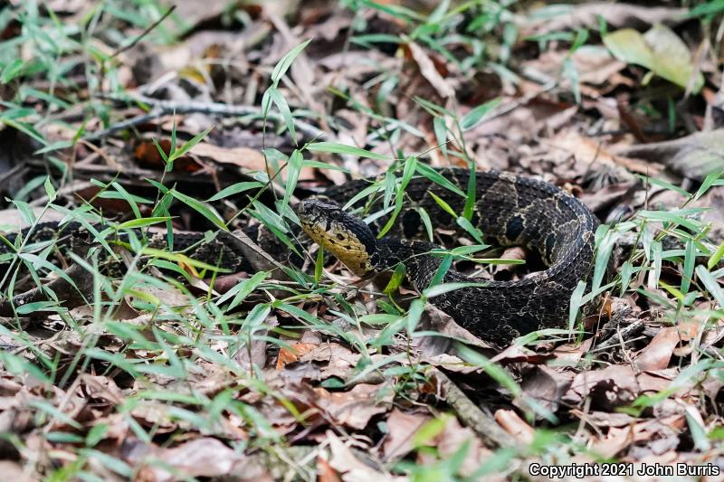 Jumping Pitviper (Atropoides nummifer)