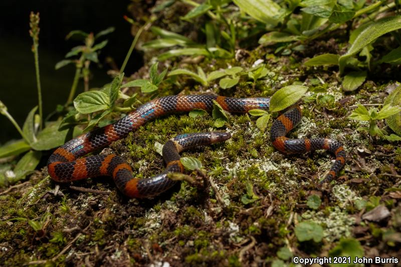 Broken-ringed Earth Snake (Geophis semidoliatus)