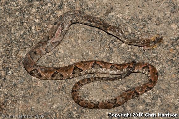 Terciopelo (Bothrops asper)