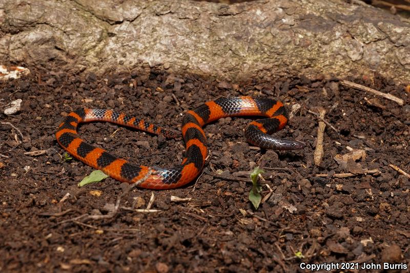 Central American Earth Snakes (Geophis)