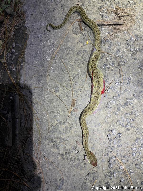 Mexican Horned Pitviper (Ophryacus undulatus)