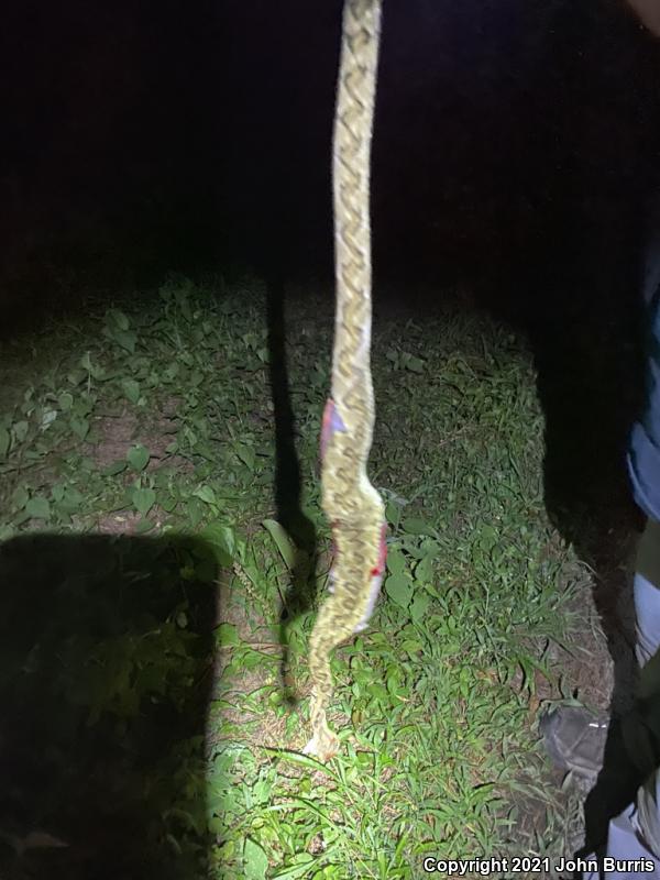 Mexican Horned Pitviper (Ophryacus undulatus)