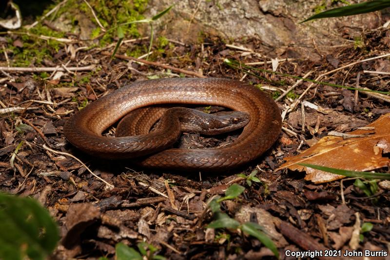 Yellow-bellied Snake (Coniophanes fissidens)