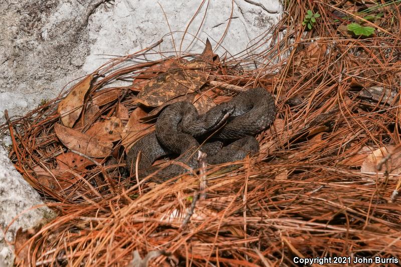 Mexican Small-headed Rattlesnake (Crotalus intermedius)