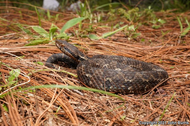 Cerro Petlalcala Montane Viper (Cerrophidion petlalcalensis)