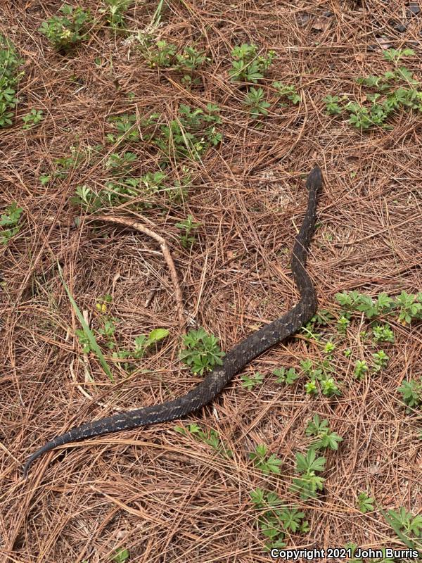 Cerro Petlalcala Montane Viper (Cerrophidion petlalcalensis)