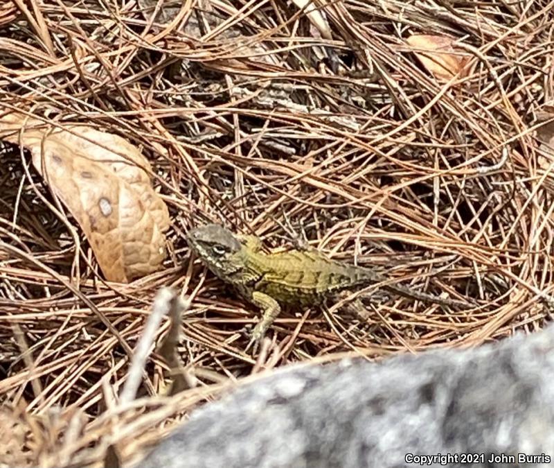 Mexican Emerald Spiny Lizard (Sceloporus formosus)