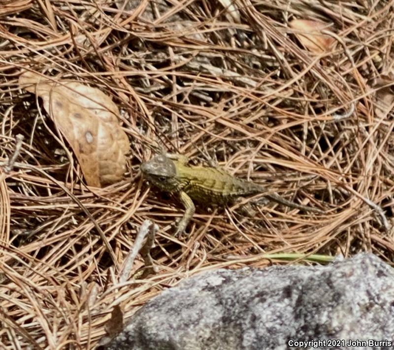 Mexican Emerald Spiny Lizard (Sceloporus formosus)