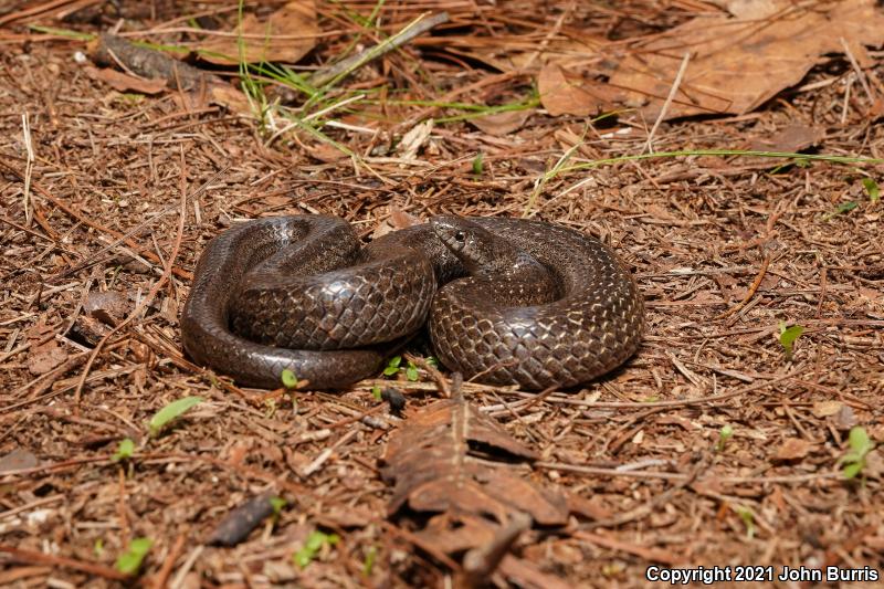 Lined Tolucan Earthsnake (Conopsis lineatus)