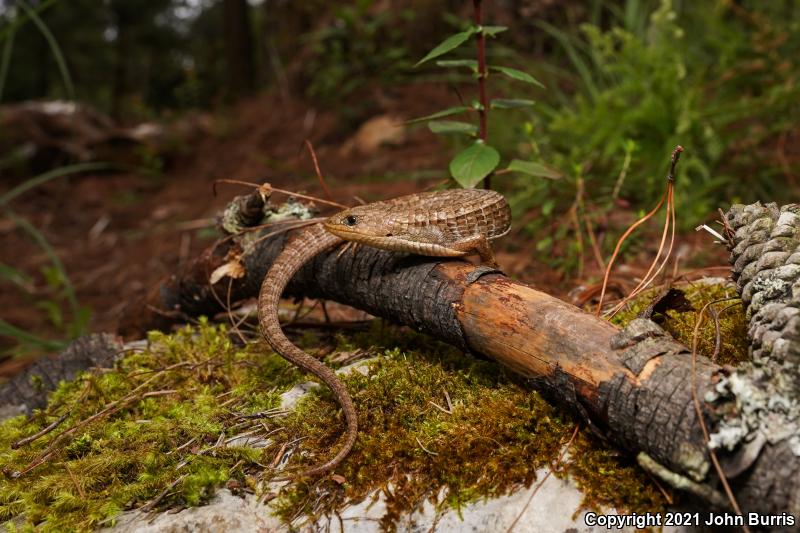 Transvolcanic Alligator Lizard (Barisia imbricata)