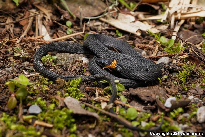 Ring-necked Coffee Snake (Ninia diademata)