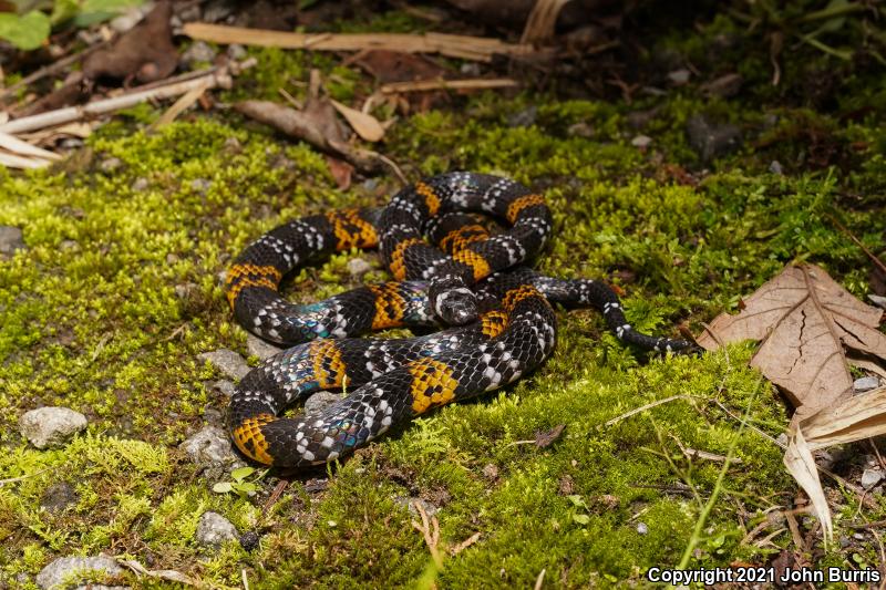 Elegant Coralsnake (Micrurus elegans)