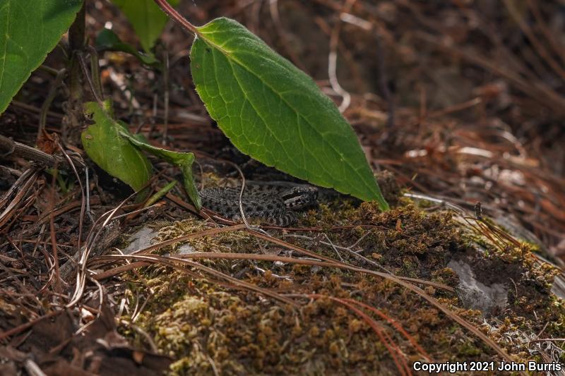 Mexican Dusky Rattlesnake (Crotalus triseriatus)