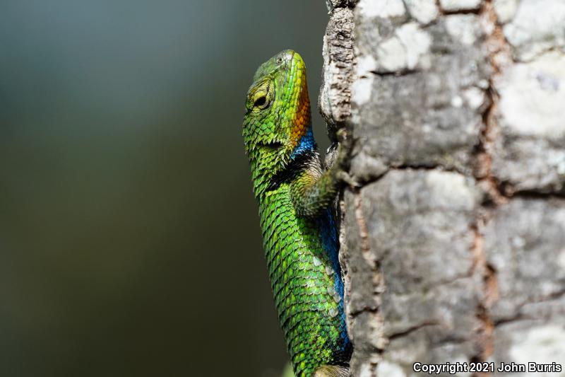 Mexican Emerald Spiny Lizard (Sceloporus formosus)